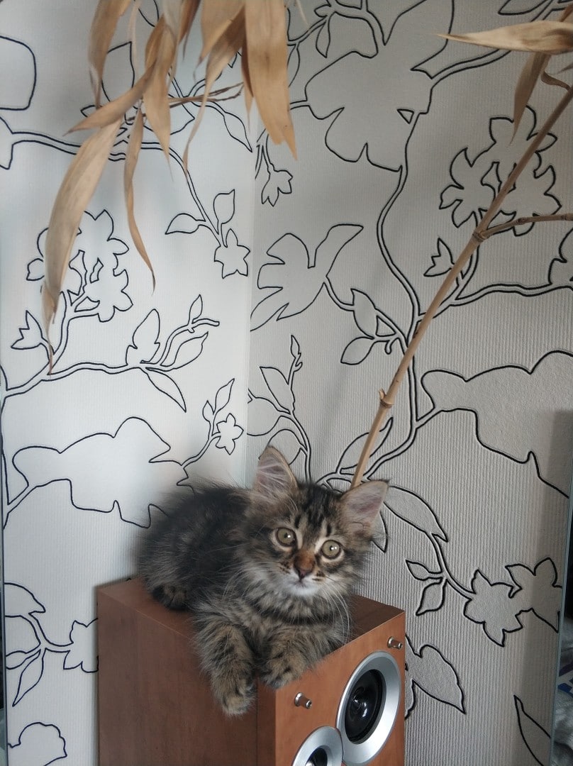 котенок в доме