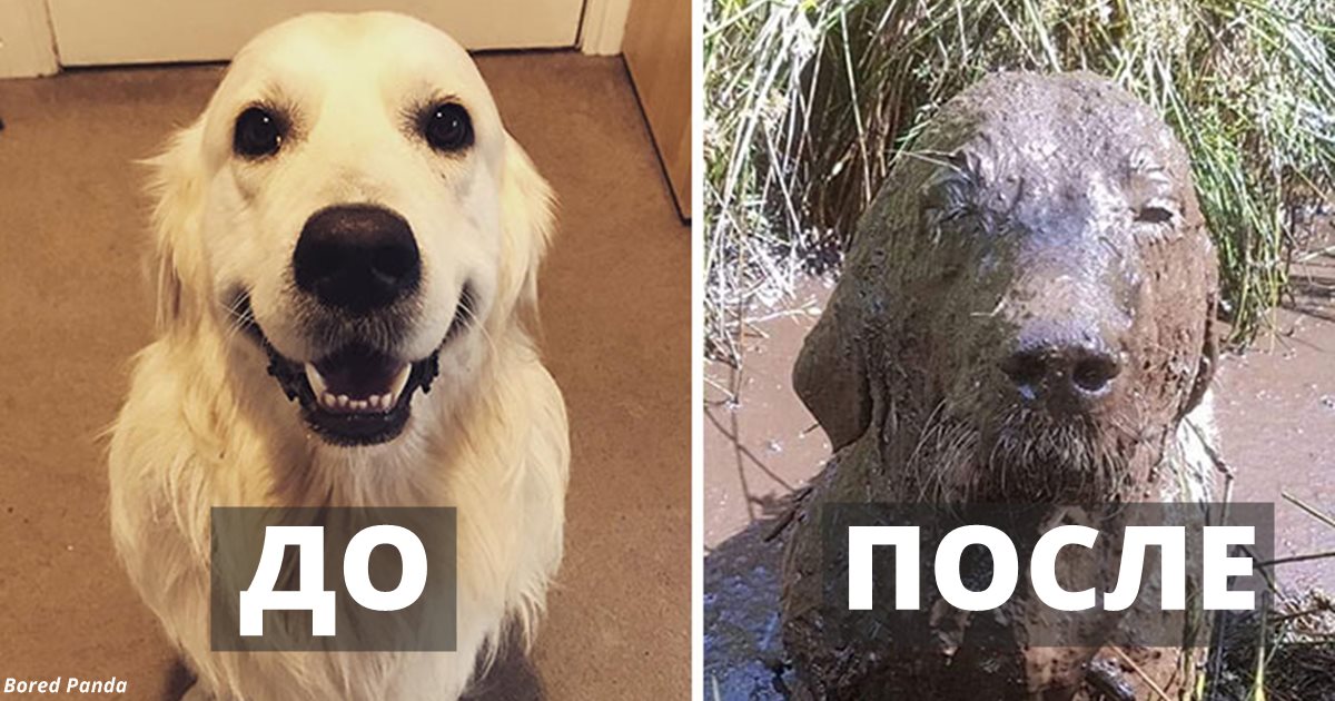 30 причин никогда не позволять своей собаке валяться в грязи