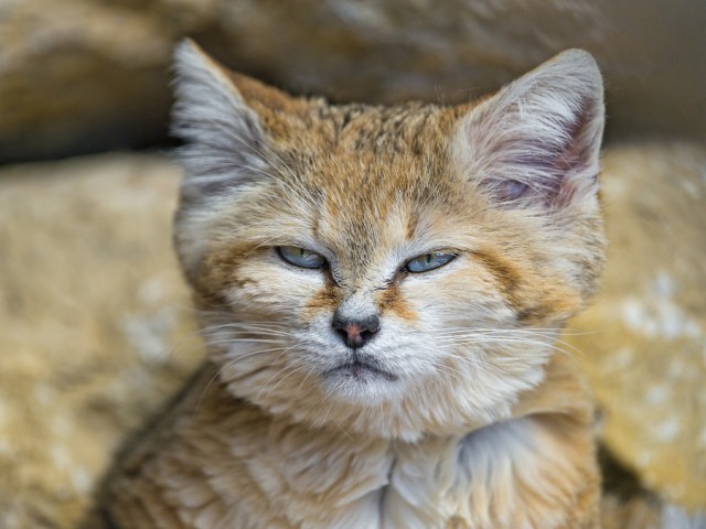 Даже когда взрослеют, эти кошки выглядят как котята. И их котята тоже выглядят как котята животные, коты, милота
