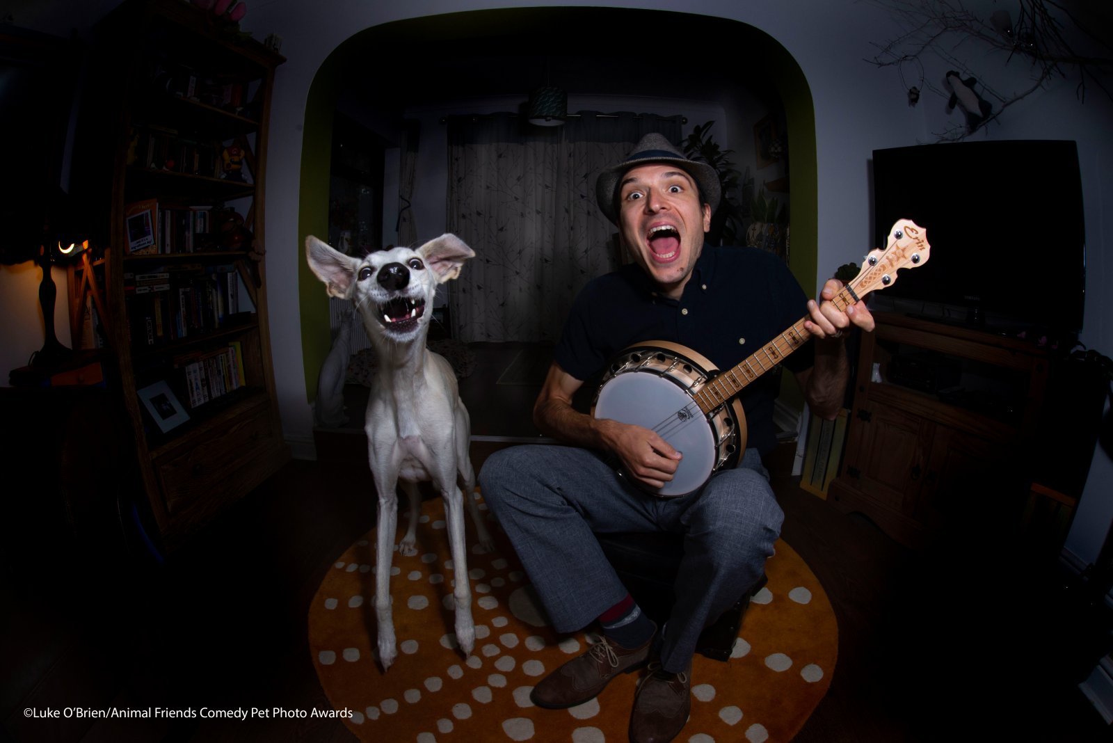 25 самых смешных фото животных, которые культурно отдыхают