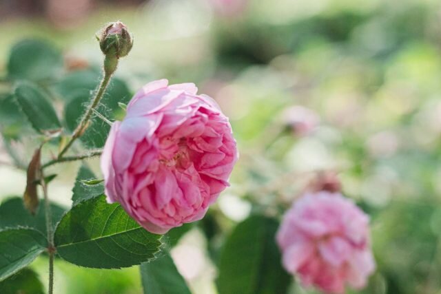 Чайно-гибридная роза (Hybrid tea rose). © thespruce  
