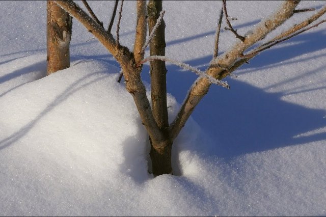 Что делать со снегом на участке – подборка ценных советов снега, также, можно, снегом, чтобы, растения, использовать, нужно, стоит, слоем, растений, может, который, деревьев, слишком, поэтому, иначе, Поэтому, место, время