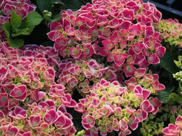 Гортензия крупнолистная «Камилла» (Hydrangea macrophylla ’Camilla’). © freespace  
