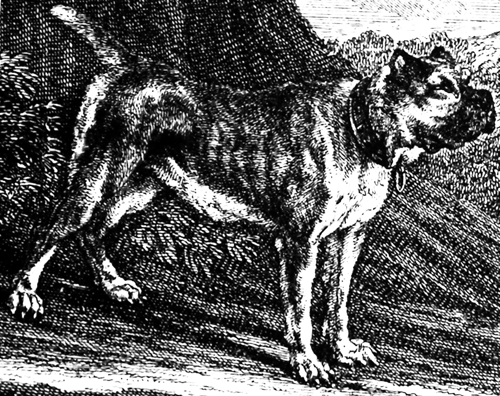 Булленбейцер Петра I — вымершая собака быкодав Булленбейцер Петра I — вымершая собака быкодав Булленбейцер,загадки истории,История России