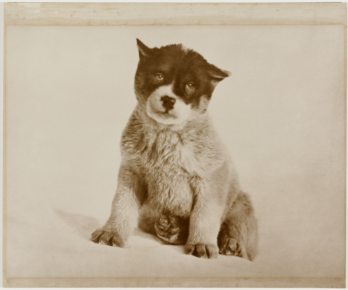 Первая Австралийская антарктическая экспедиция в фотографиях Фрэнка Хёрли 1911-1914 22