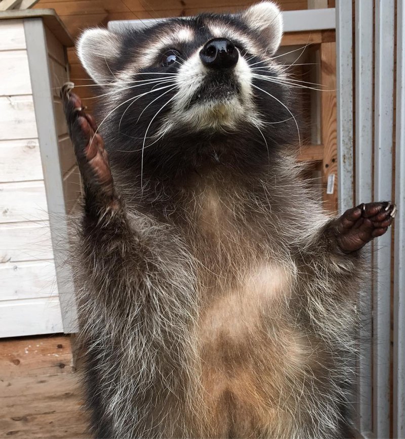 Каждое фото этого домашнего енота можно разбирать на мемы instagram, домашний енот, енот