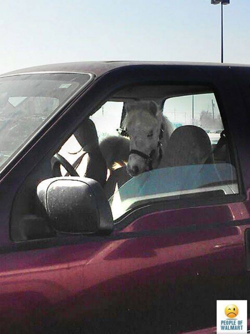 Чудаки и чудачества в Walmart Чудаки и чудачества в Walmart смешные картинки