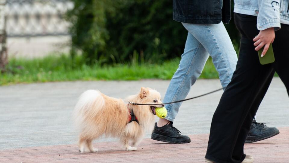 В Москве появятся еще 24 современные площадки для прогулок с собаками