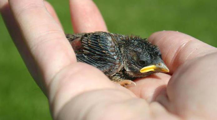 Птица малая мухоловка: описание, распространение, питание и интересные факты