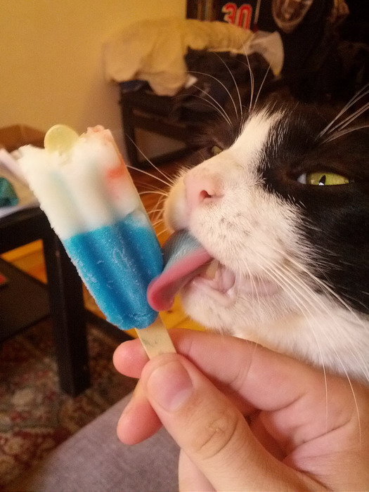 Смешные зверьки 