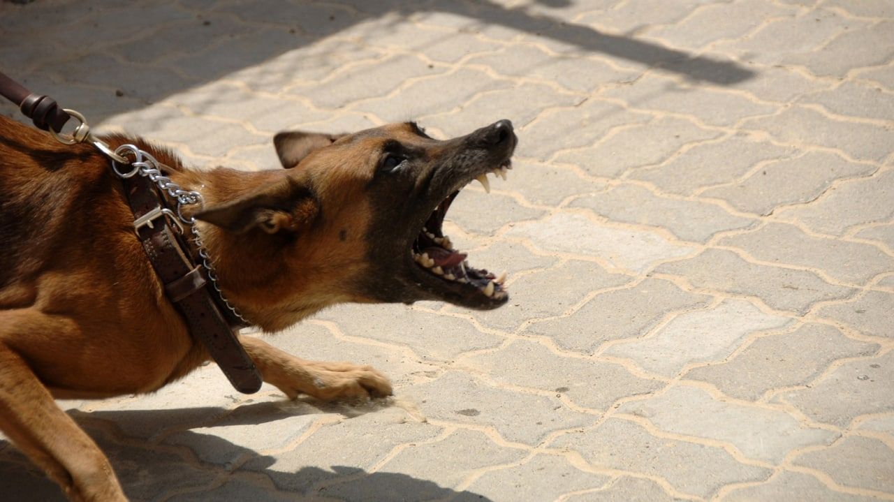 Хозяйка 13 собак отправится за решетку из-за гибели семилетней девочки в Забайкалье Происшествия