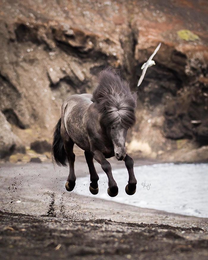 Завораживающая серия фотографий лошадей на фоне исландских пейзажей