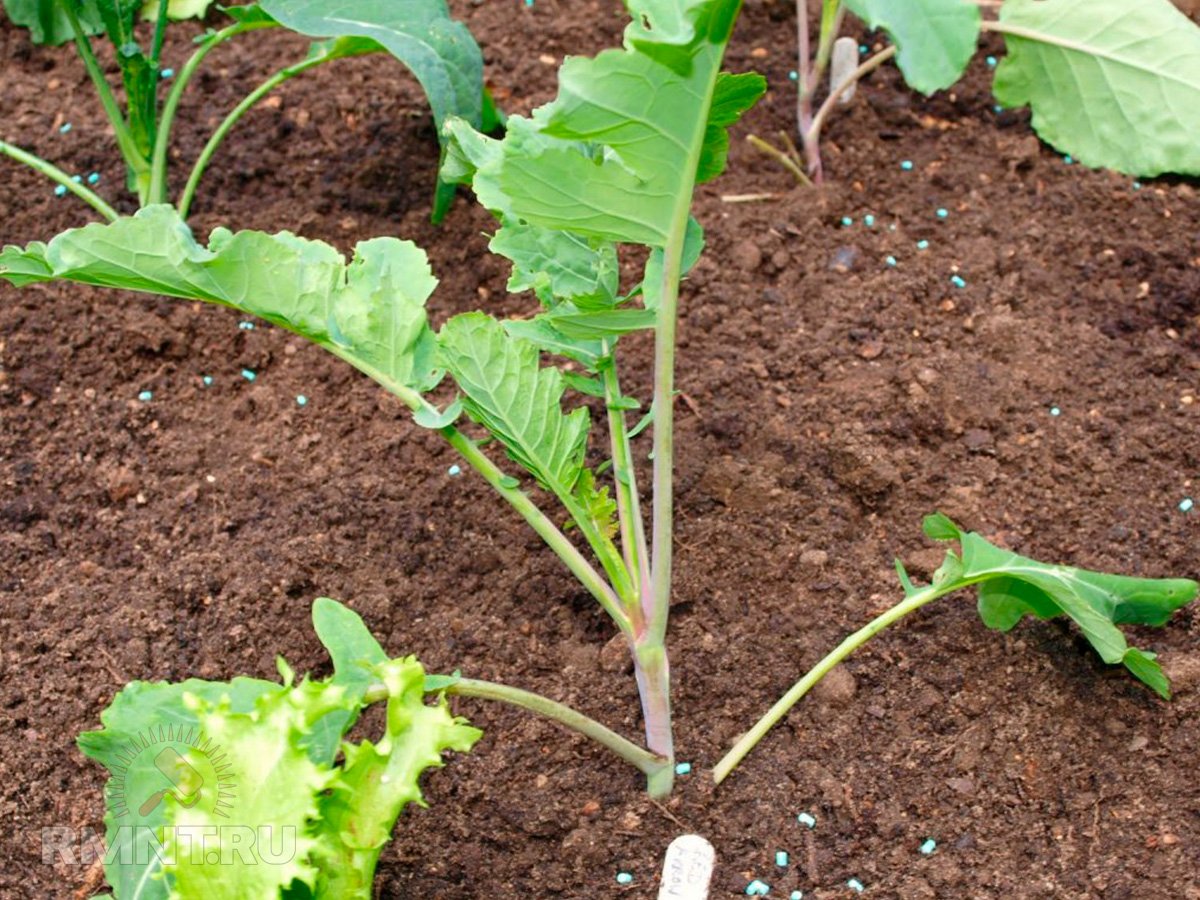 Как вырастить капусту брокколи на участке брокколи, через, рассады, выращивания, чтобы, Можно, получить, после, высадки, грядки, головки, Семена, капусты, капустой, будут, семена, время, 2 недели, способом, между