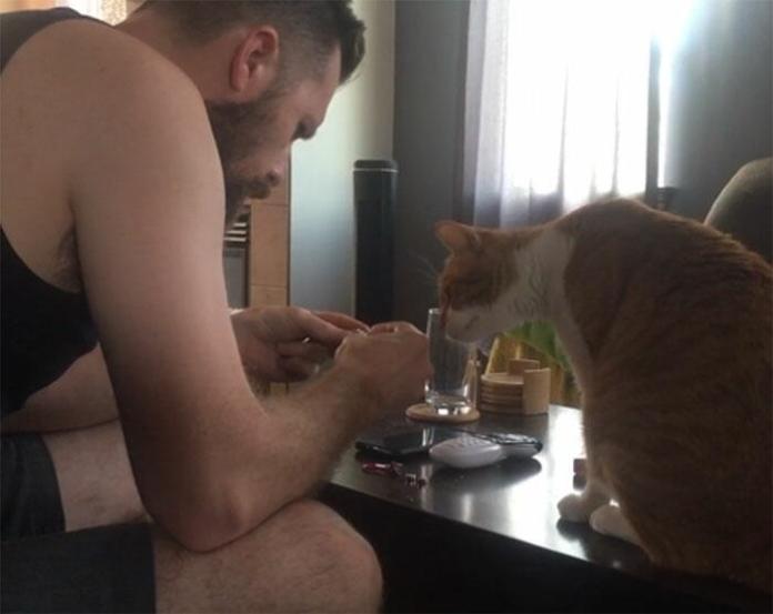 Без кота и жизнь не та