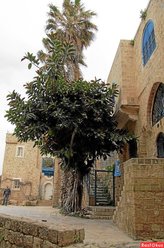 Израиль — страна-пустыня? Нет, страна-сад! Израиль — страна-пустыня? Нет, страна-сад!