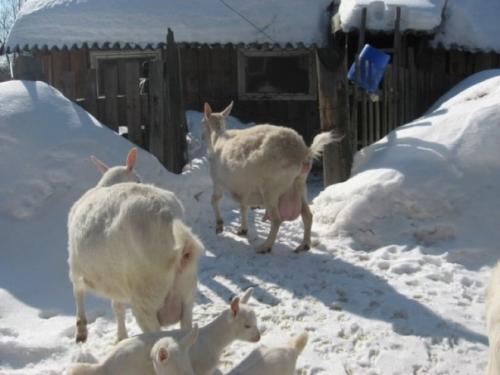 Содержание коз зимой без отопления - это просто в сухом и светлом козовнике. 01