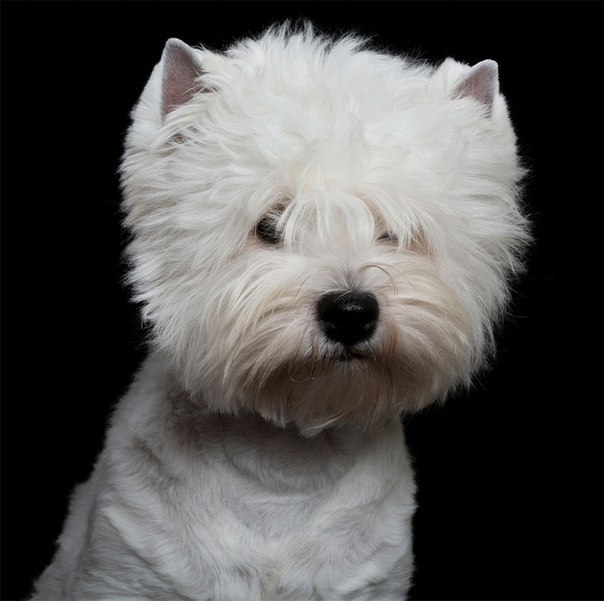 Чистосердечные портреты животных Чистосердечные портреты животных красивые фотографии,приколы,фото приколы