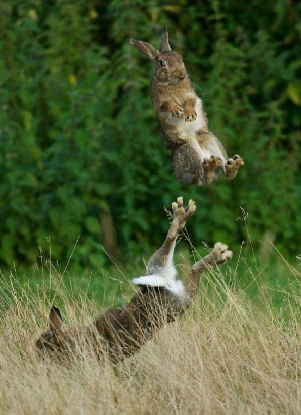 Смешное про зайцев. Животные в прыжке. Смешные животные. Заяц. Заяц прыгает.