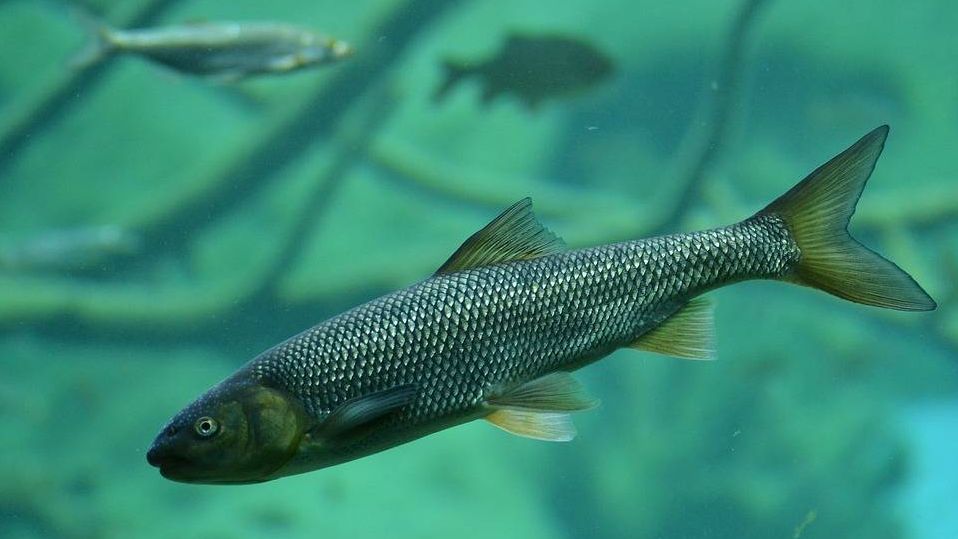 Выращивание красной рыбы в Сочи в 2023 году планируют увеличить в три раза