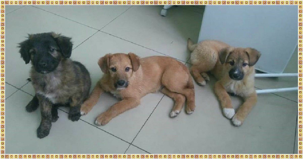 Когда можно гулять с щенком после первой прививки. Дверь от собак. Животные долгопрудного. Щенков выбросили на помойку. Можно ли выносить щенка на улицу.