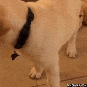 Подборка гифок Подборка гифок смешные картинки