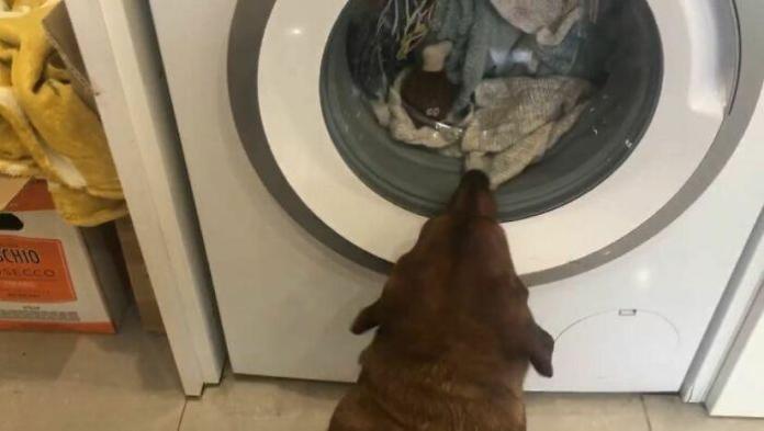 Без кота и жизнь не та