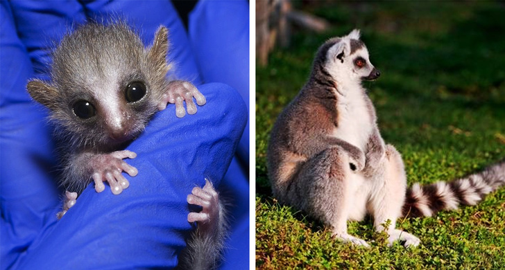 20 детенышей животных, которых вы не узнаете, ведь видели их только взрослыми домашние животные,животные,позитив,природа