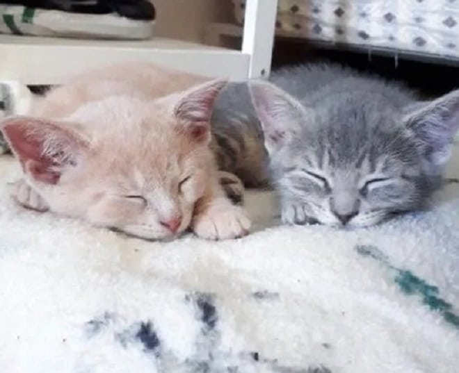 Котята спят