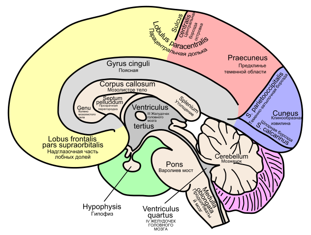 Gehirn,_medial_-_beschriftet_lat-rus.svg