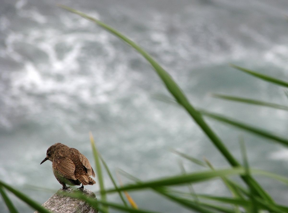 Командорский крапивник  (лат. Troglodytes troglodytes pallescens) 