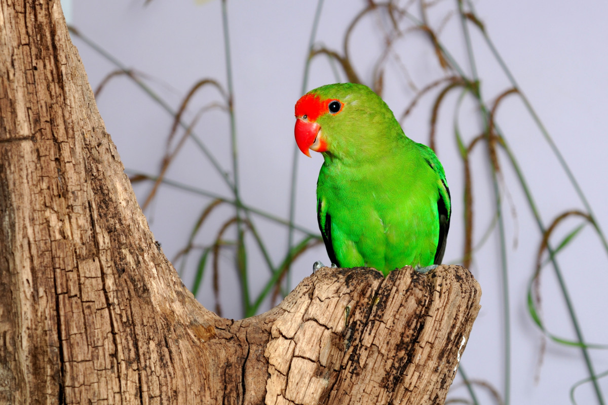 Попугаи-неразлучники: птицы, которые умеют любить домашние животные,наши любимцы