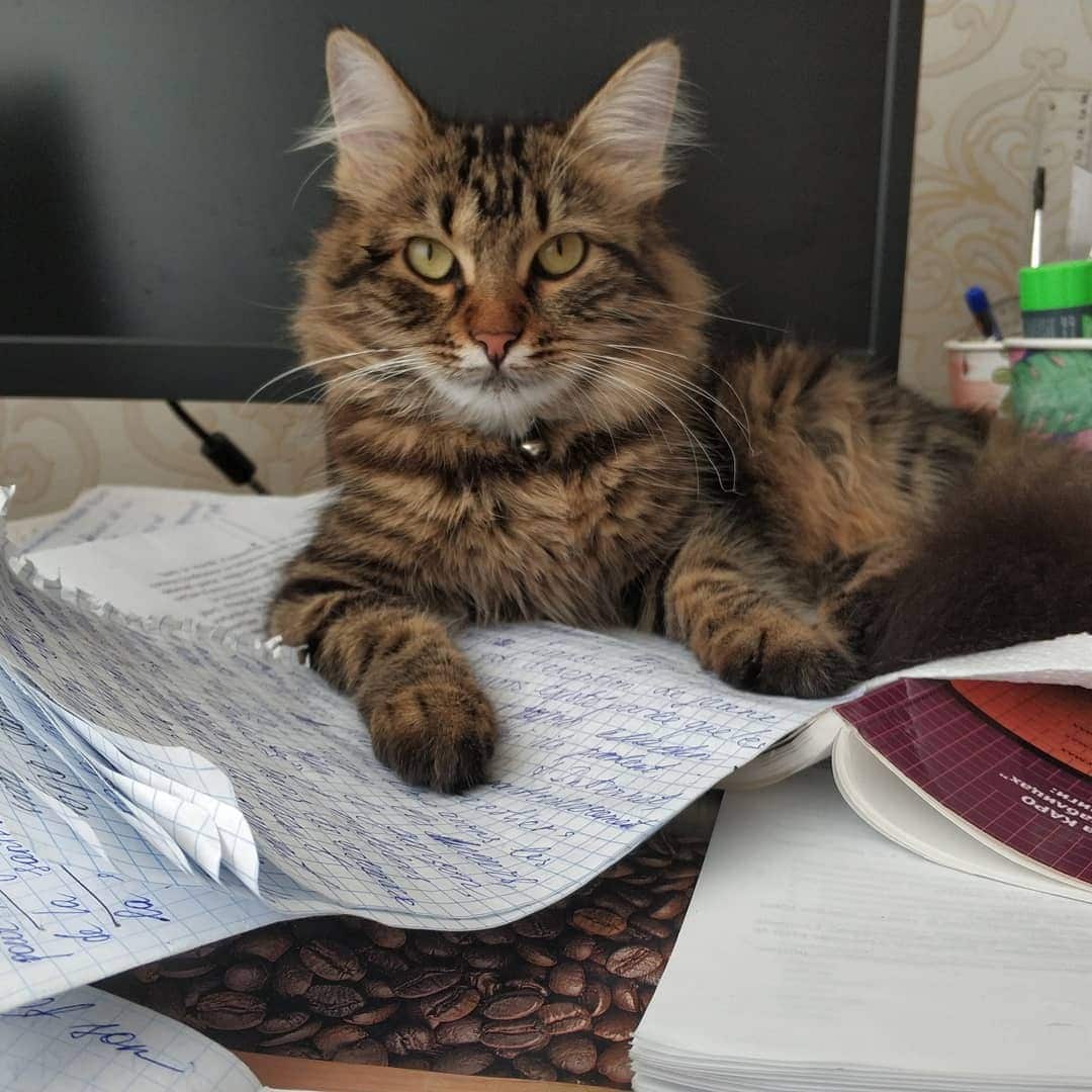 полосатая кошка