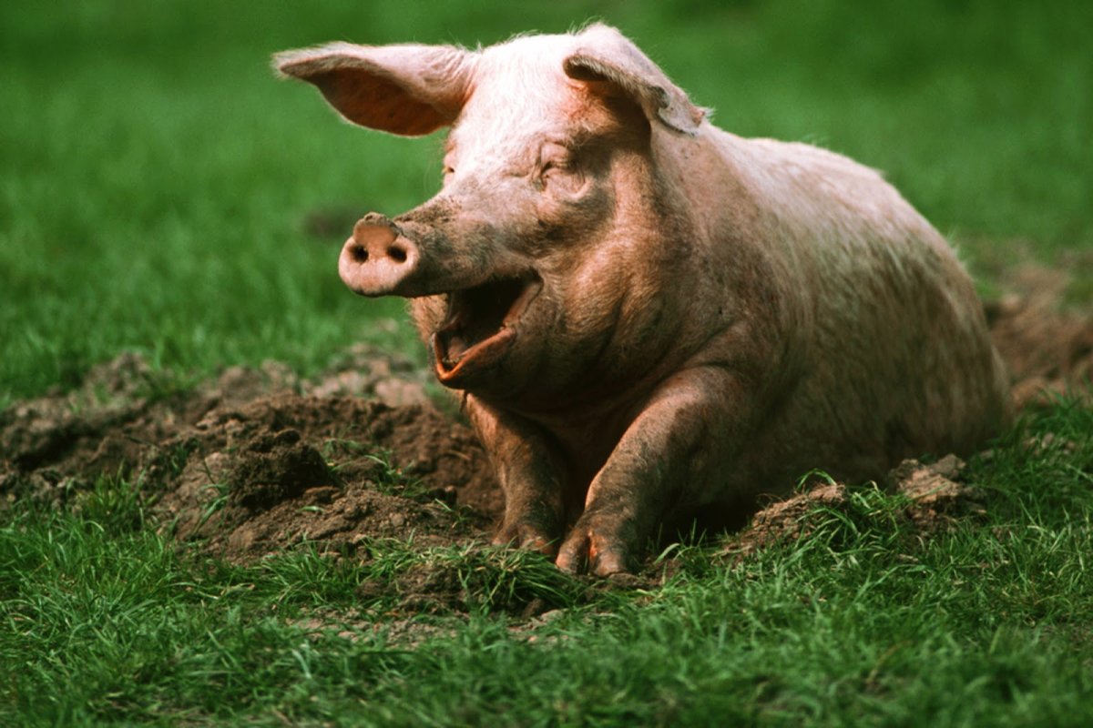 Самое «нечистое» животное: как свинья демонизировалась в различных культурах