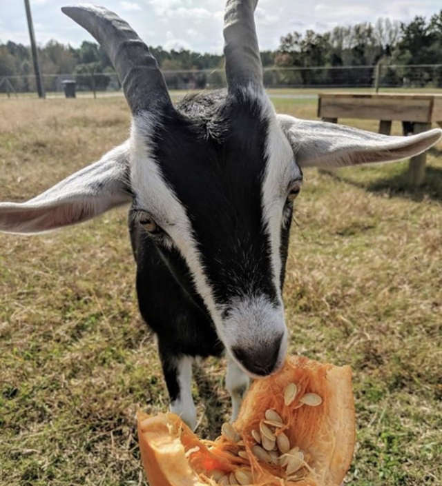коза ест тыкву
