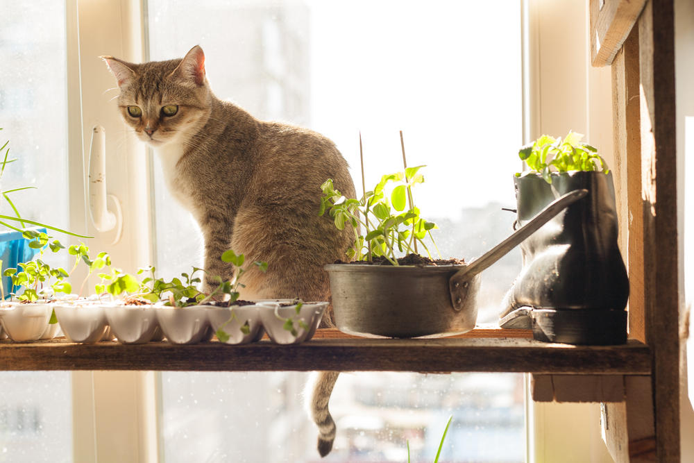 Кот не пройдет: как защитить от кошек рассаду, грядки и цветники домашние животные,полезные советы,советы огороднику
