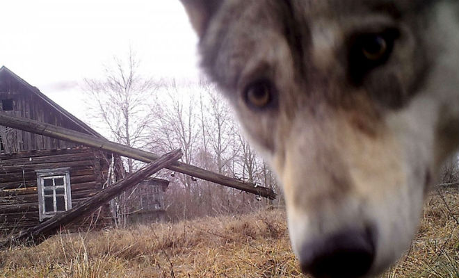 Волки хозяйничают в чернобыльской зоне отчуждения: видео с камер территории, Волки, больше, определенному, ареалу, обитания, волкам, близка, миграцияУже, сейчас, отчуджения, волков, окружающих, кабаны, лесахhttpwwwyoutubecomwatchvGmHExLBp5GQУченые, считают, хищники, вполне, могут, мигрировать