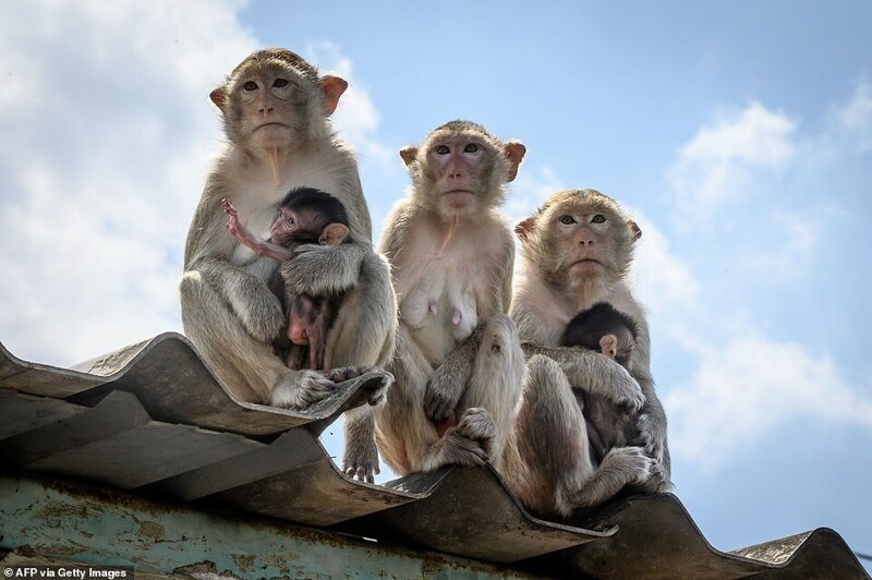 Фестиваль кормления обезьян — колоритная традиция Таиланда Лопбури, обезьян, фруктов, фестиваль, своей, макак, конца, 1980х, фестивале, обезьяны, кормления, овощей, городке, организаторов, особенно, считаются, голодных, зрителей, время, хвостатых