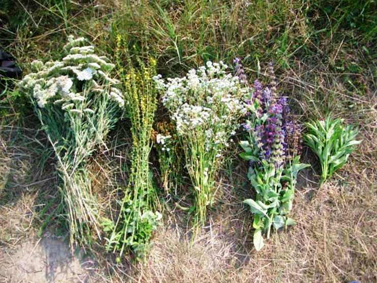 Хочу поделиться простым рецептом очищения почек - применяю каждое лето, и проблем с почками не знаю!