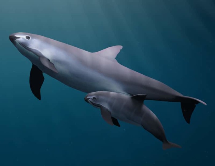 Калифорнийская морская свинья. \ Фото: porpoise.org.