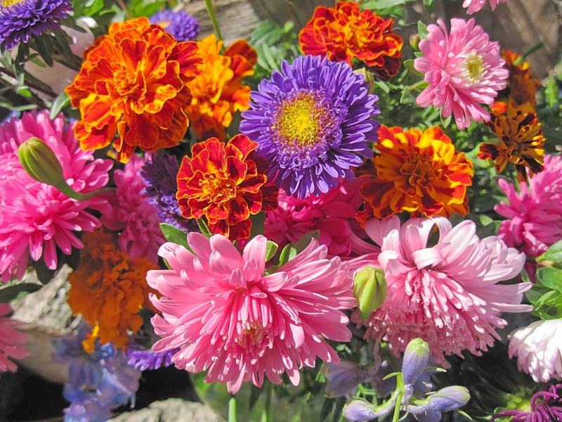 Лучшие осенние цветы для сада дача,сад и огород,цветоводство
