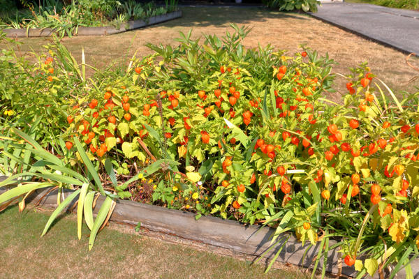 Физалис обыкновенный: как вырастить из семян и размножить китайские фонарики дача,сад и огород,цветоводство