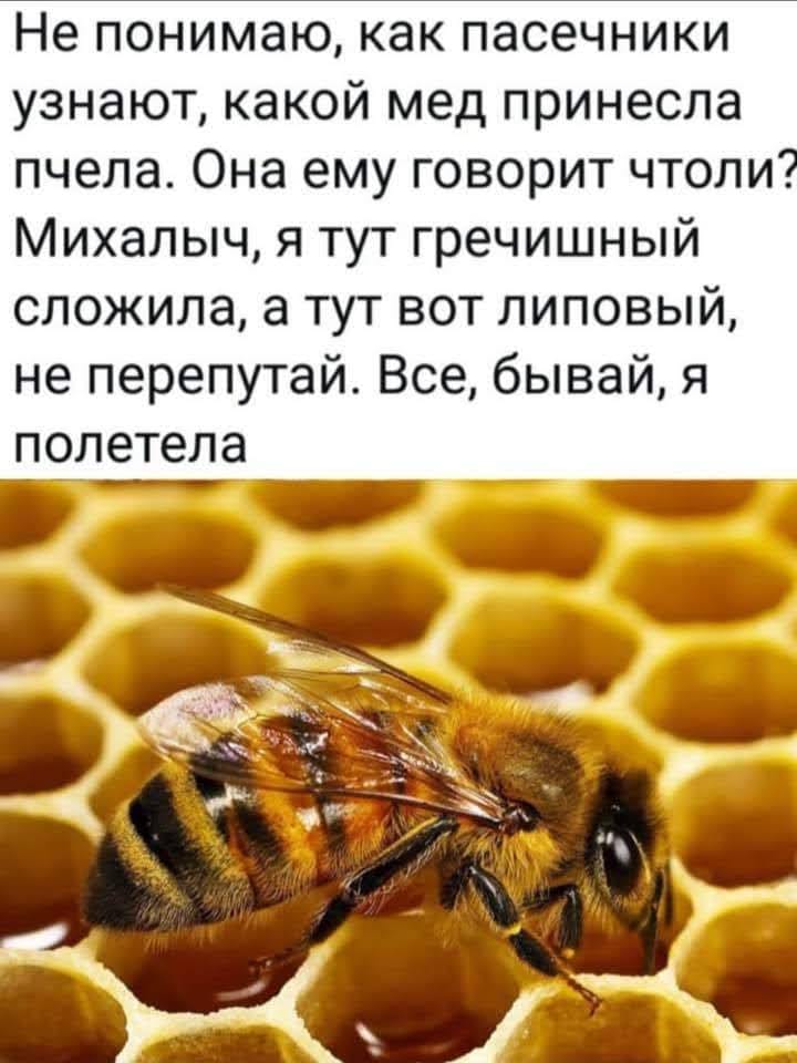 Возможно, это изображение (цветок и текст «не понимаю, как пасечники узнают, какой мед принесла пчела. она ему говорит чтоли? михалыч, я тут гречишный сложила, a тут вот липовый, не перепутай. все, бывай, я полетела»)