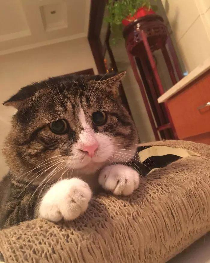 Ай Фэй — очень эмоциональный кот, который тянет на звание короля драмы Ай Фэй — очень эмоциональный кот, который тянет на звание короля драмы супер