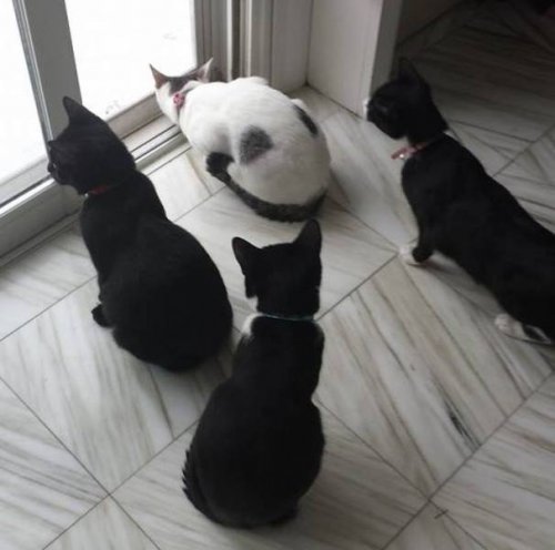 О сложных взаимоотношениях кошек со снегом 