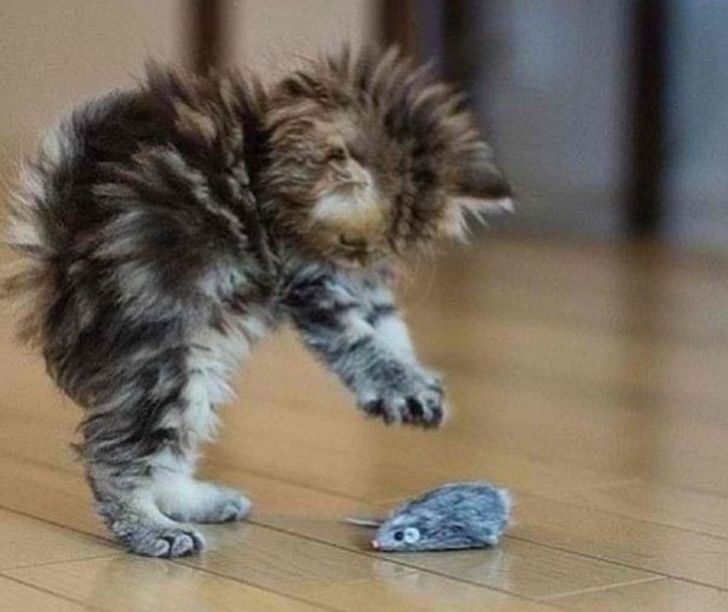 Фотография: 22 котика, в которых внезапно проснулся охотничий инстинкт, но они забыли как это делается №15 - BigPicture.ru