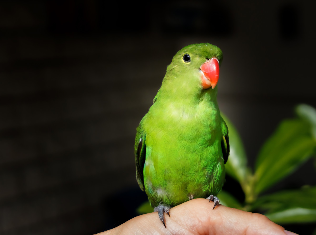 Попугаи-неразлучники: птицы, которые умеют любить домашние животные,наши любимцы