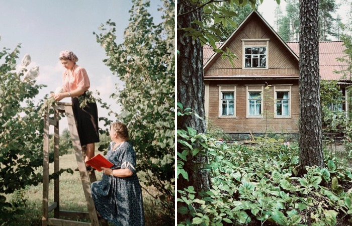 Секрет притягательности дач: почему советские граждане отовсюду съезжались на свой участок дача,общество,сад и огород
