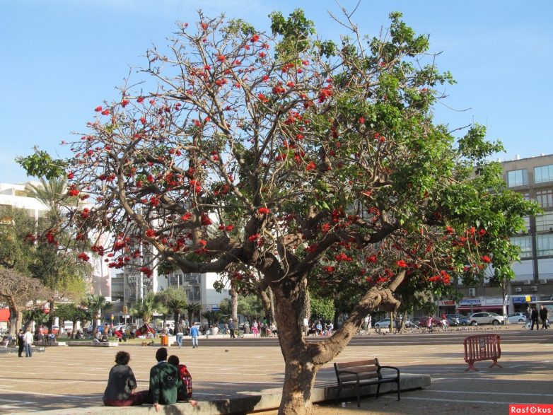 Израиль — страна-пустыня? Нет, страна-сад! Израиль — страна-пустыня? Нет, страна-сад!