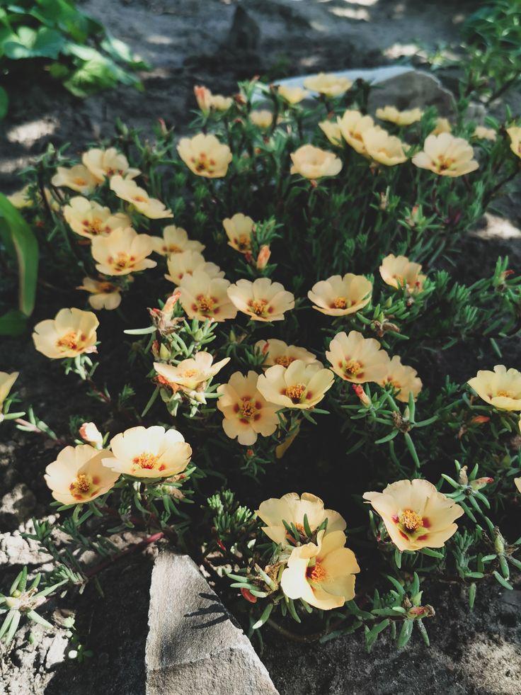 Какие цветы посадить на даче, если у вас много солнца или много тени растение, грунт, стоит, любит, можно, цветы, лучше, почву, высаживать, хорошо, переносит, только, когда, заморозков, требует, нужно, выращивают, цветет, рекомендуется, поэтому