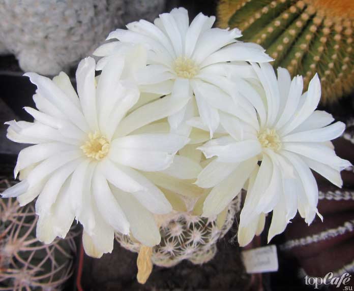 Дискокактус